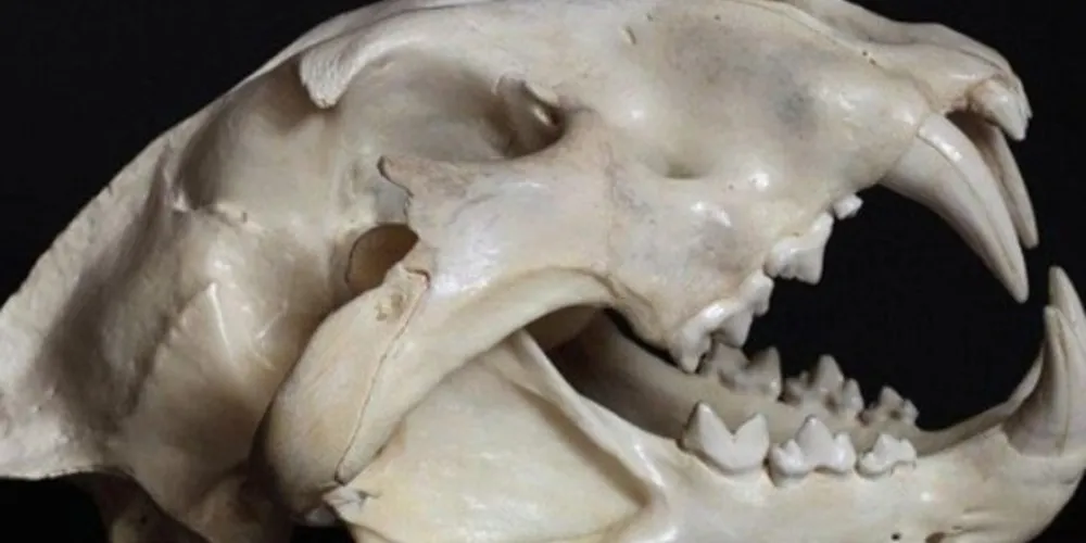 O animal viveu há 200 mil anos/Foto: Reprodução Shutterstock