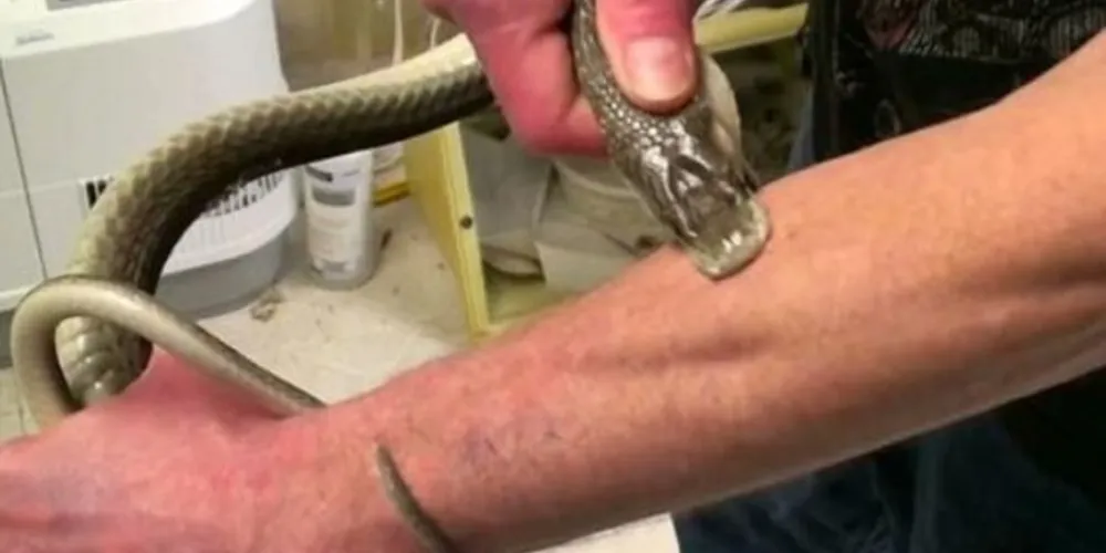 Tim Friede foi mordido por esta cobra quatro vezes/Foto: Reprodução Daily Mail