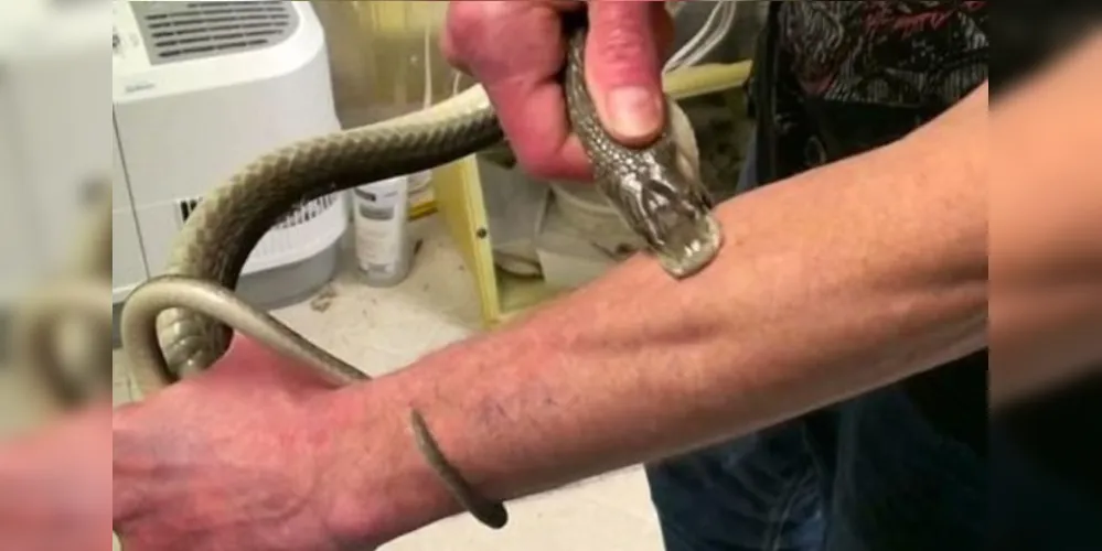 Tim Friede foi mordido por esta cobra quatro vezes/Foto: Reprodução Daily Mail