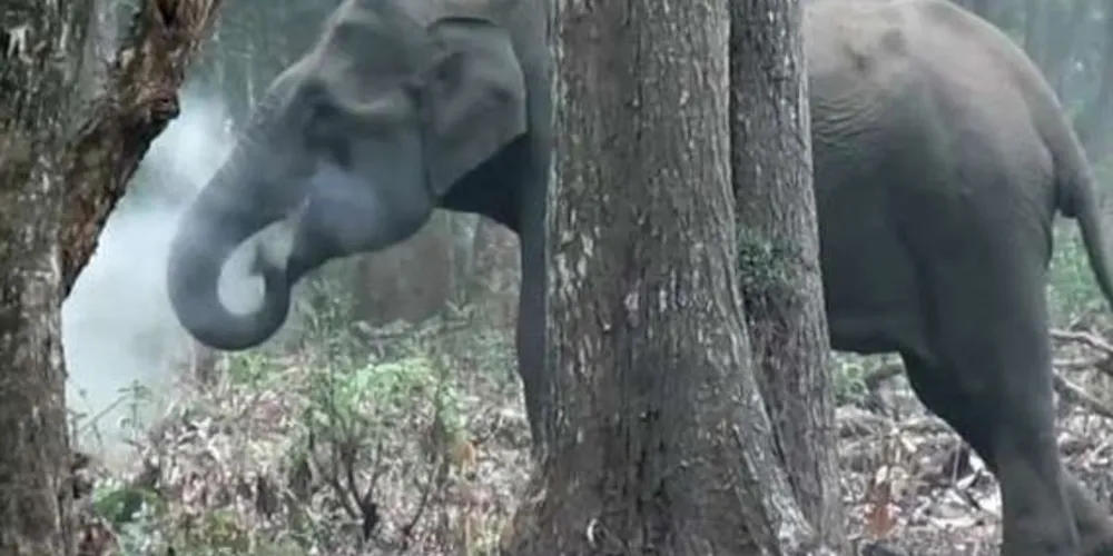 Cientista filmou elefanta soltando fumaça em floresta da Índia em 2016/Foto: Reprodução WCS