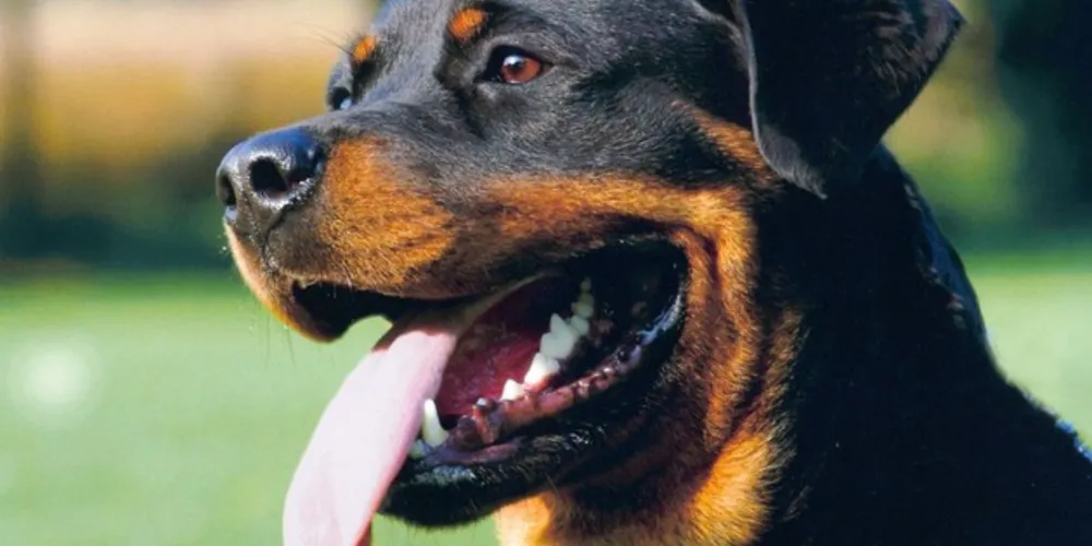 Rottweiler conseguiu pular o muro de casa e atacou cão da raça yorkshire