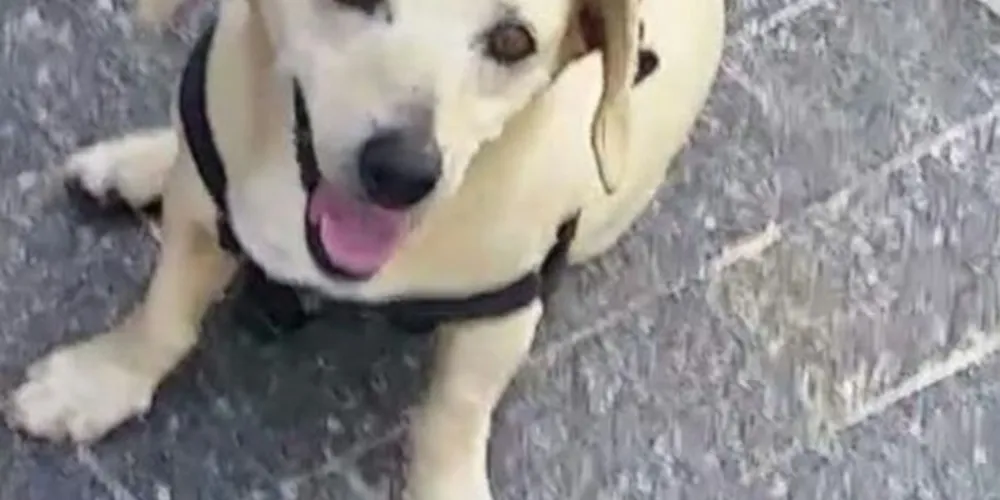 O cão desapareceu neste domingo de Páscoa/Foto: Divulgação 