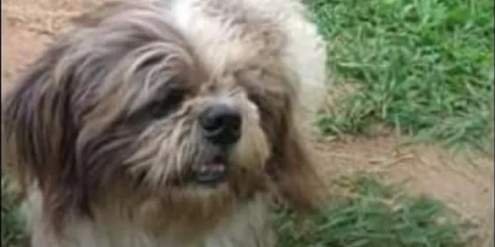 Imagem ilustrativa da imagem Dona procura cachorro desaparecido há uma semana