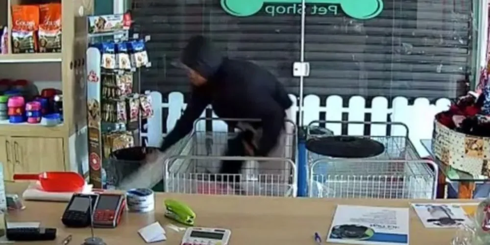 Doze filhotes foram roubados na última quinta-feira de pet shop em Curitiba