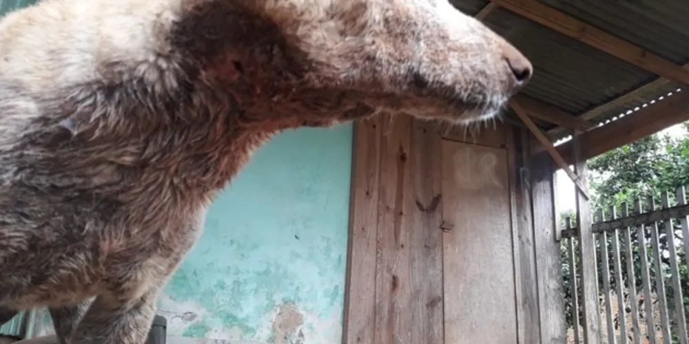 O universo de cachorros abandonados nas ruas de Ponta Grossa é grande