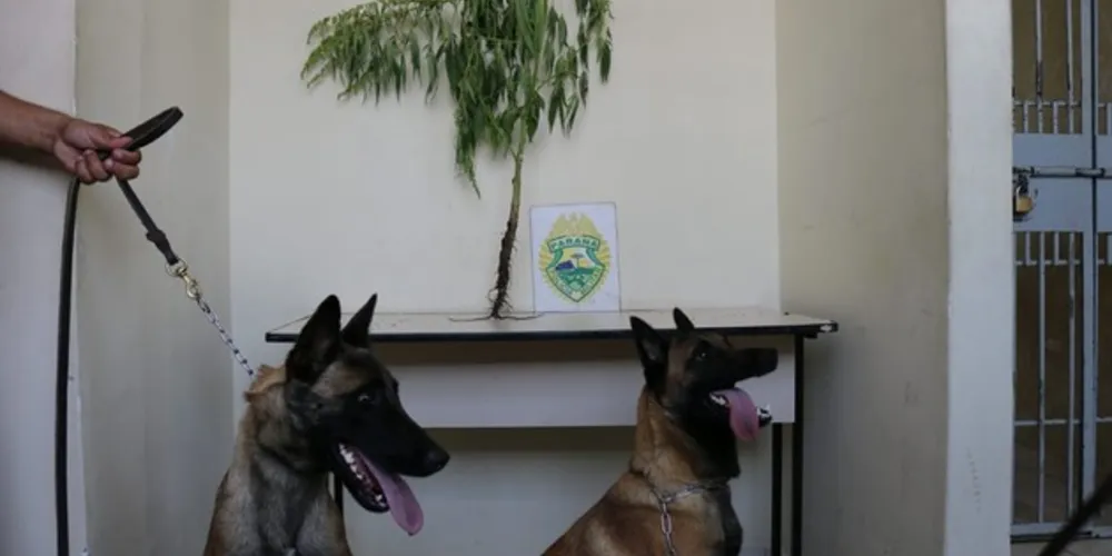 Droga foi encontrada no quintal de casa denunciada por tráfico de drogas