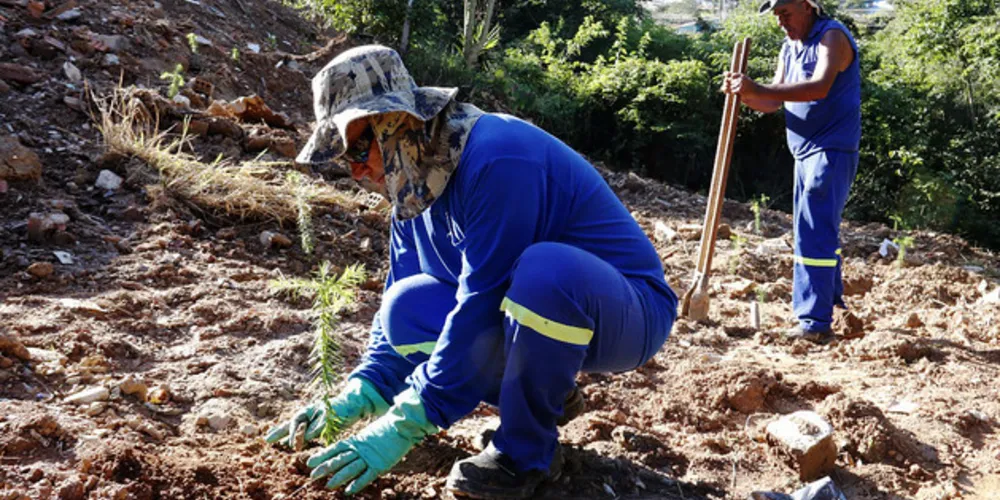 Até o fim do ano, cerca de dez mil mudas de Araucárias serão plantadas em diversas regiões do município
