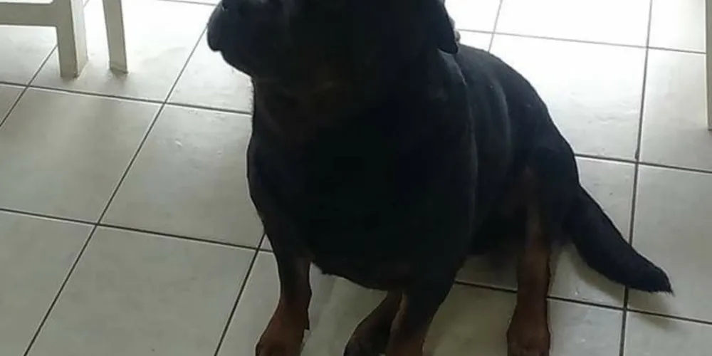Imagem ilustrativa da imagem Família procura por rottweiler que fugiu de casa