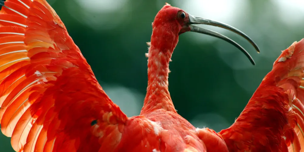 O processo de revisão da Lista Vermelha de Aves Ameaçadas de Extinção no Estado do Paraná foi apresentado ontem/ Foto: Denis Ferreira Neto/SEMA