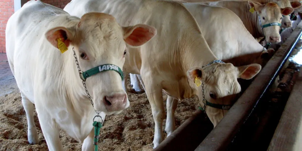 Imagem ilustrativa da imagem ExpoLondrina tem lançamento de programa da raça Purunã