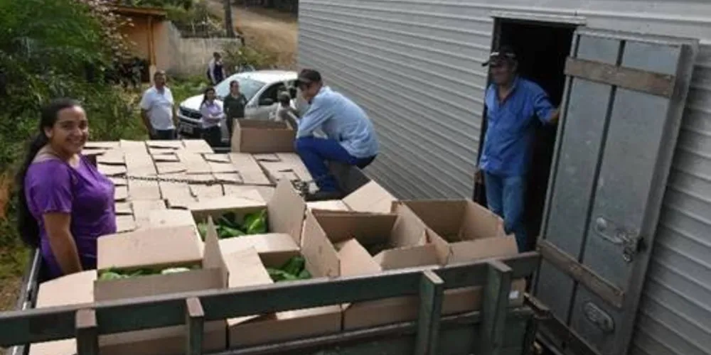 Imagem ilustrativa da imagem Produtores rurais de Ortigueira apostam no cultivo de banana