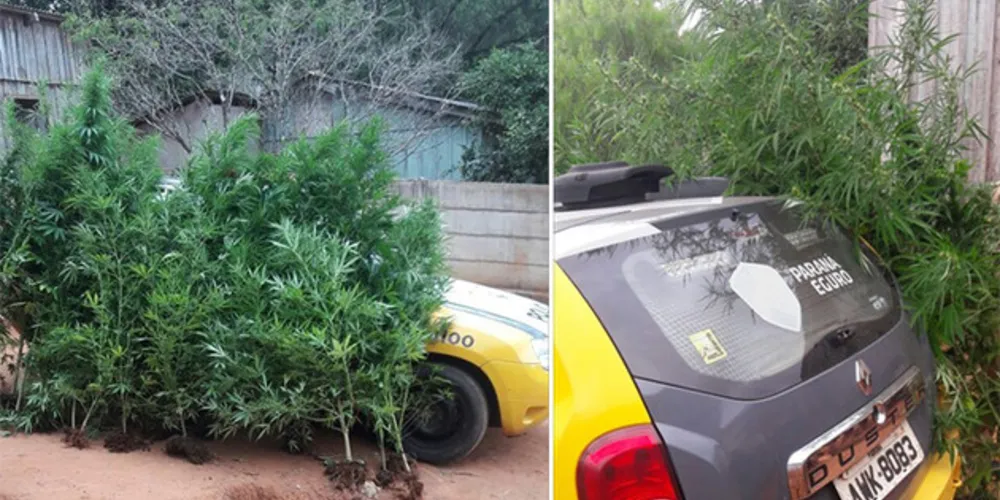 Imagem ilustrativa da imagem PM apreende 30 pés de maconha em Ponta Grossa