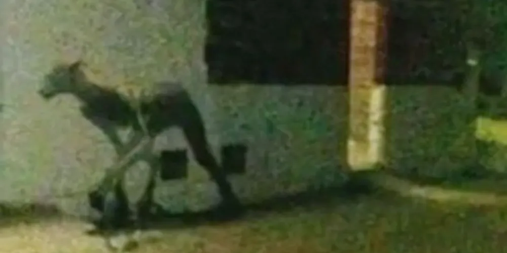 Moradores de Santa Fé, na Argentina estão intrigados com a criatura/Foto: Reprodução YouTube