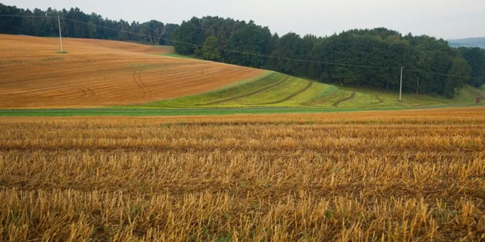 /Foto: Reprodução Banco de imagens gratuitas do Pixabay