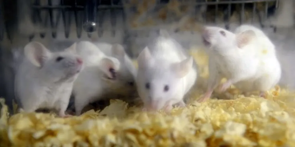 Resultados dos testes em camundongos animaram pesquisadores com a possibilidade de usar o tratamento em humanos /Foto: Reprodução Agência Brasil