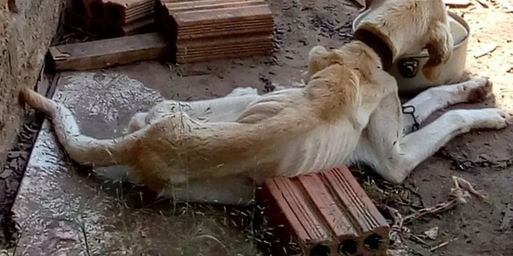 Imagem ilustrativa da imagem Cão desnutrido revolta moradores do Leila Maria
