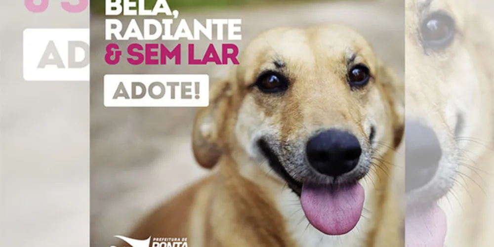 Animais foram recolhidos das ruas da cidade e agora buscam um novo lar