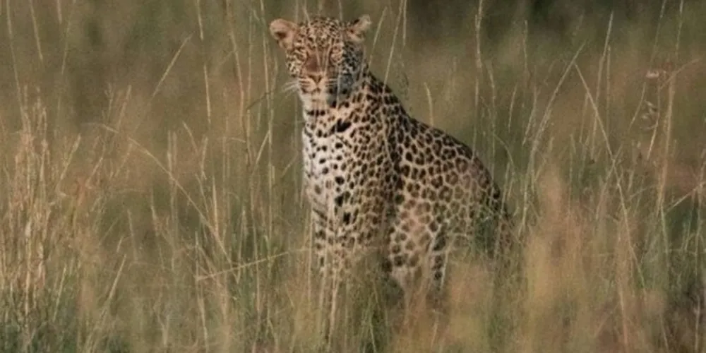 Ataques de leopardos a humanos são raros/ Foto: Yasuyoshi CHIBA/AFP
