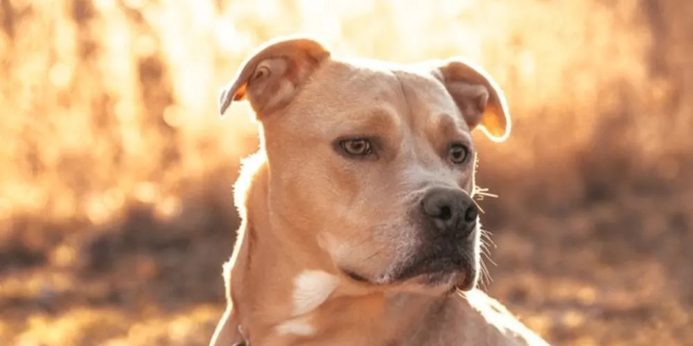 Richard Remme foi baleado na perna pelo seu cão /Foto: Reprodução Shutterstock