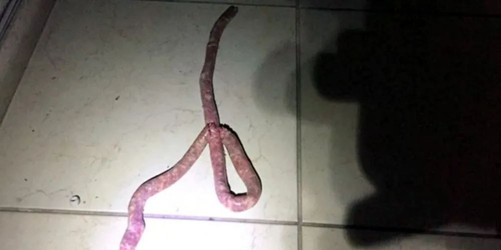 A moradora não informou como a linguiça foi parar no chão, mas a suspeita é de que o gato que ela tem possa ter pegado e arrastado o alimento/Foto: Reprodução Facebook