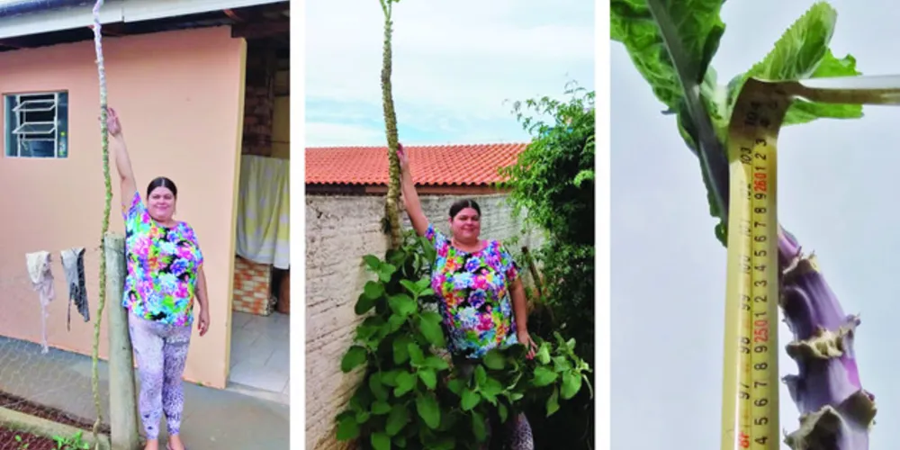 Maior pé de couve de Ponta Grossa estaria no quintal de sua residência, localizada no Núcleo Ibirapuera