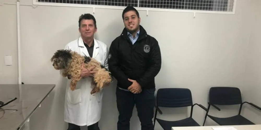 Imagem ilustrativa da imagem Cachorro esfaqueado por homem é resgatado
