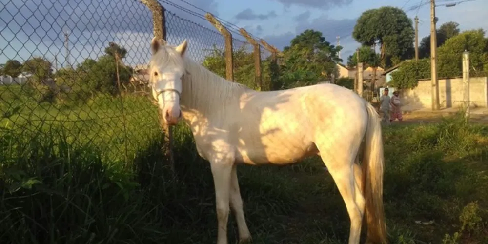 Imagem ilustrativa da imagem Cavalos são furtados e proprietário faz apelo