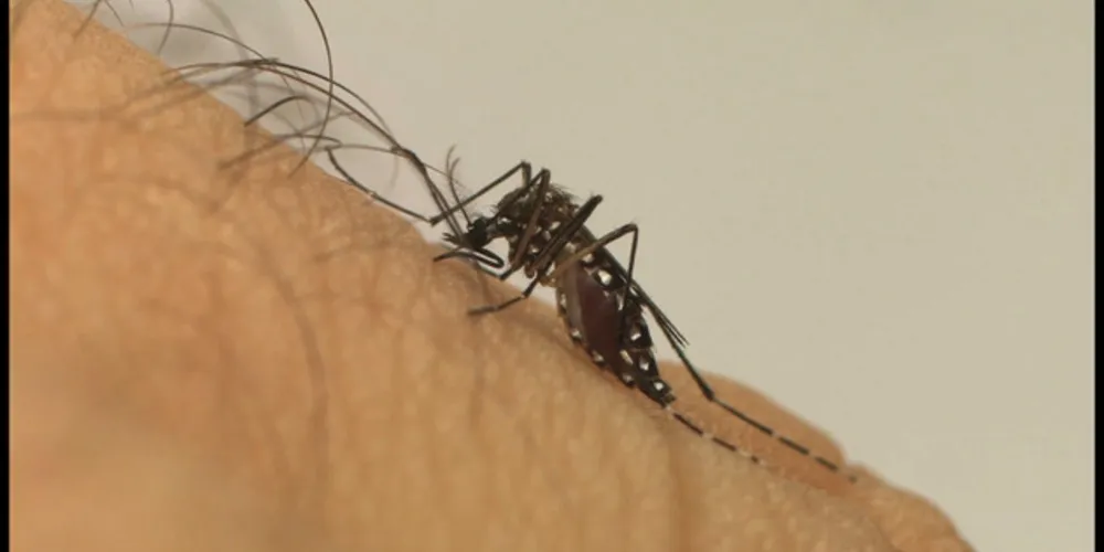 Estudo estima uma provável expansão do mosquito Aedes aegypti no Sul do Brasil/Foto: Reprodução Fiocruz