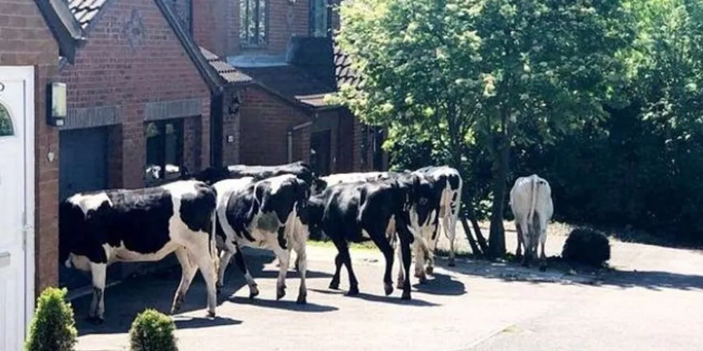 As vacas impediram muitas pessoas de saírem de suas casas/Foto: Reprodução Daily Mail