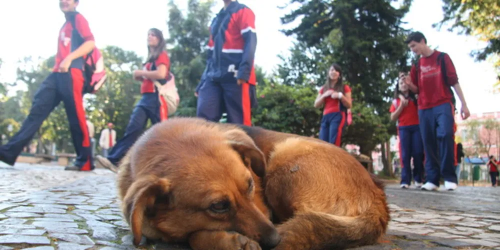 ONGs participarão do evento com animais disponíveis à adoção