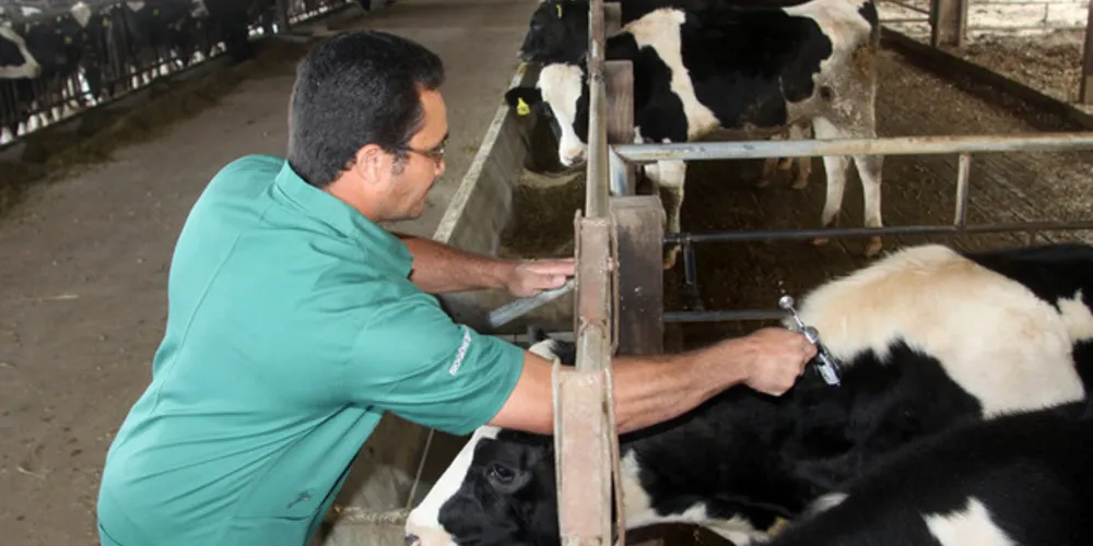 A estimativa é de que 4,2 milhões de cabeças nessa faixa de idade devam ser vacinadas