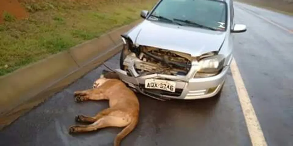 Imagem ilustrativa da imagem Puma morre atropelado em rodovia da região