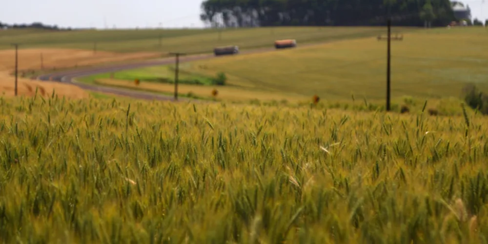 Imagem ilustrativa da imagem Paraná detém maior índice de produtividade agrícola
