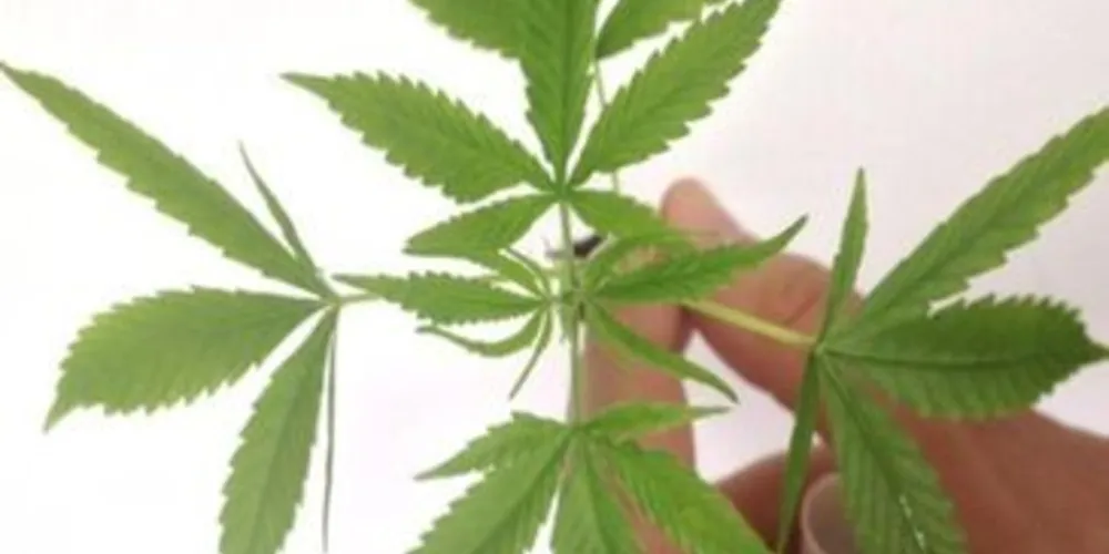 Folha da planta da maconha.