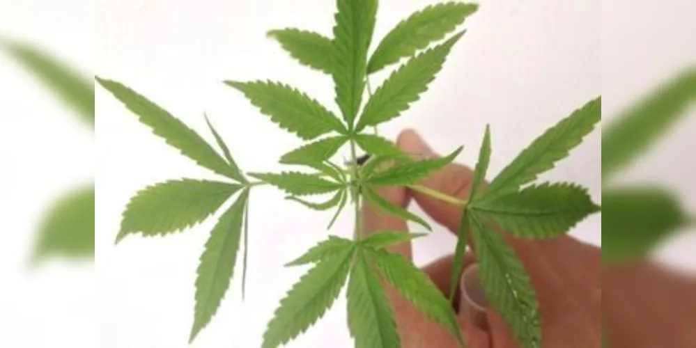 Folha da planta da maconha.