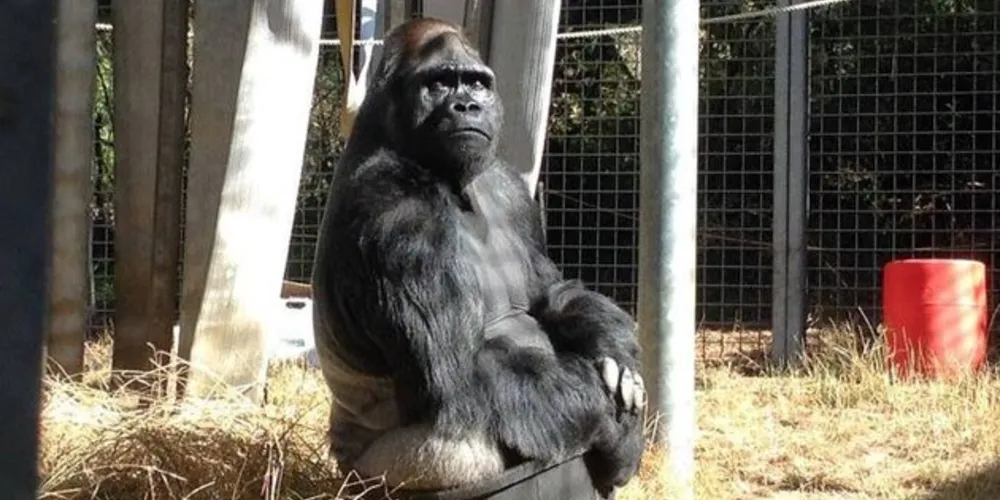 Koko morreu aos 46 anos de idade