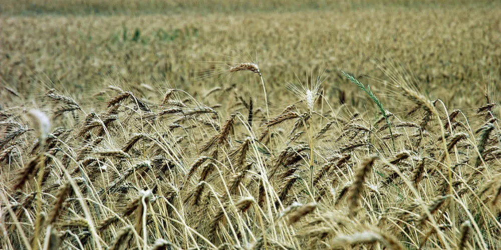 Imagem ilustrativa da imagem La Niña perde força e agricultura terá inverno ‘normal’