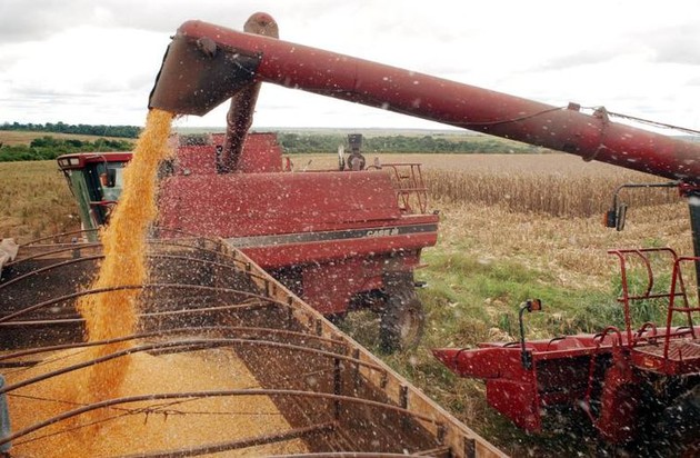 Previsão da safra de cereais, leguminosas e oleaginosas caiu 0,8%, indo para 228,1 milhões de toneladas