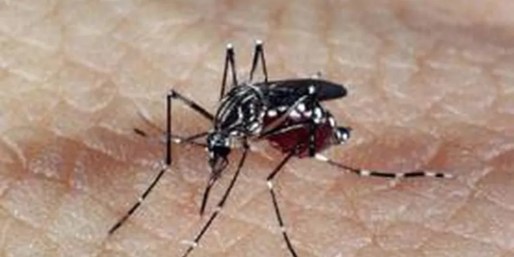 O Aedes aegypti transmite o vírus Zika