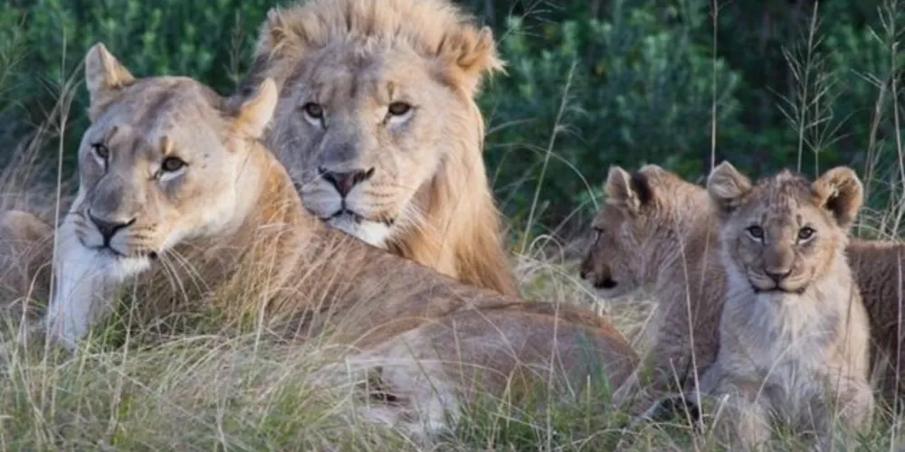 Segundo o dono da reserva, os caçadores encontraram um grupo grande de leões que vive no local - esta família faz parte do bando