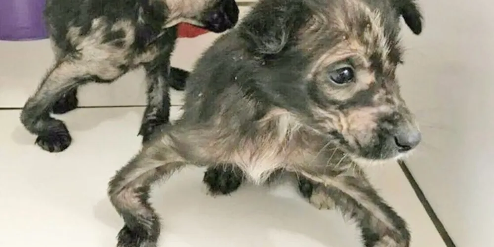 Animais sofreram com atrofiamento do corpo após desnutrição