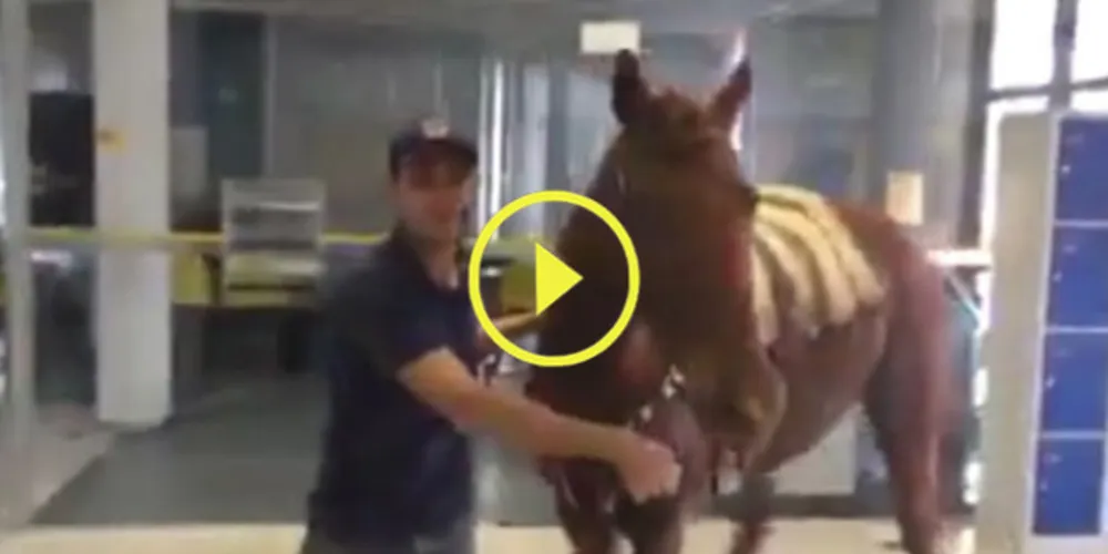 Imagem ilustrativa da imagem Rapaz entra com cavalo na agência do BB em Carambeí