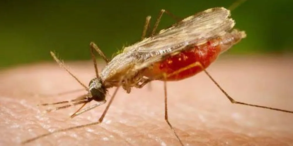 Mosquito Anopheles transmissor da malária
