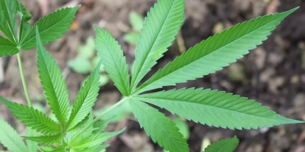 Cerveja de maconha: comidas que incluem maconha em sua receita não estarão disponíveis imediatamente