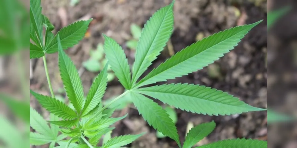 Cerveja de maconha: comidas que incluem maconha em sua receita não estarão disponíveis imediatamente