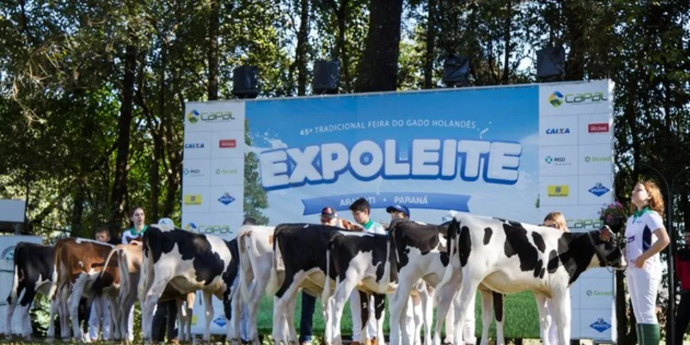 Imagem ilustrativa da imagem Clube de Bezerras desperta interesse pela pecuária leiteira