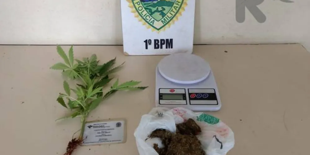 Imagem ilustrativa da imagem Suspeito foge e abandona pé de maconha em residência