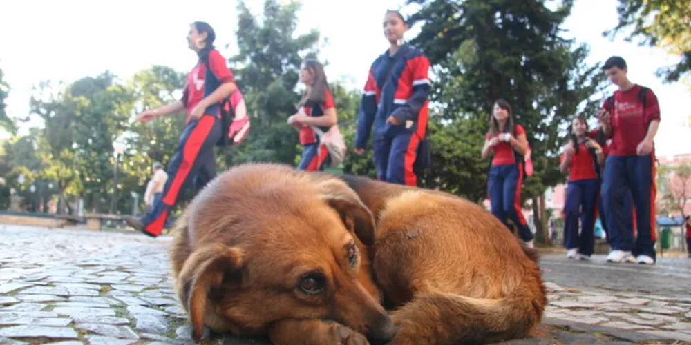 Lei municipal prevê desconto no IPTU para quem adotar animais de rua