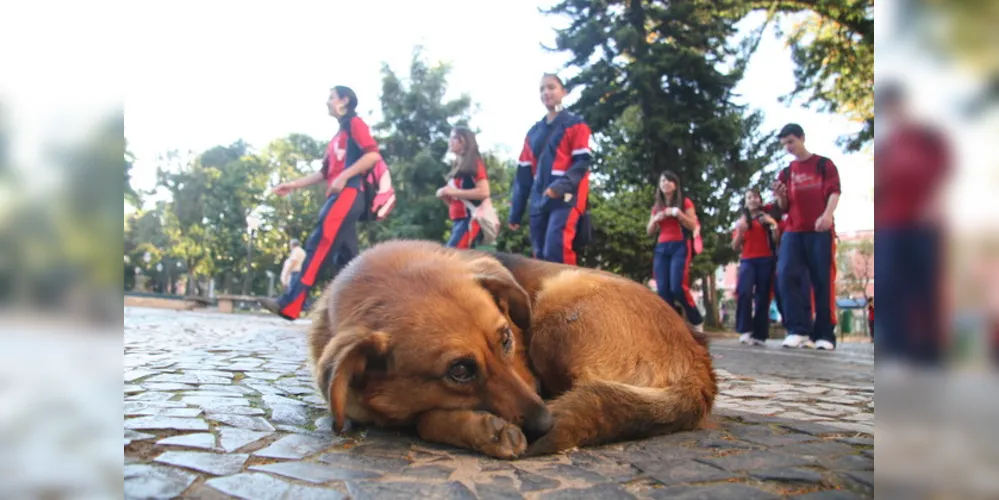 Lei municipal prevê desconto no IPTU para quem adotar animais de rua