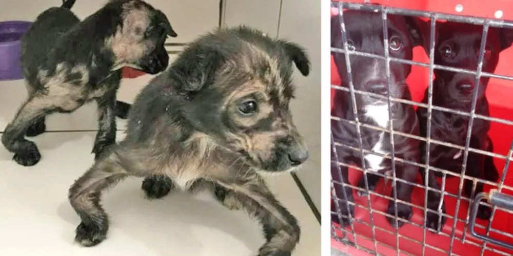 Cães haviam sofrido com profunda desnutrição, mas se recuperam e aguardam um novo lar